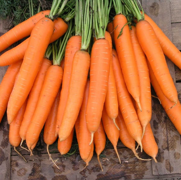 Семена Професійне насіння морковь Сиркана F1 400 шт. (4823058206998)