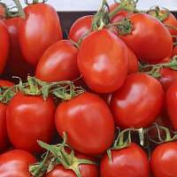 Семена Професійне насіння томат низкорослый Омния F1 20 шт. (4820176693365)