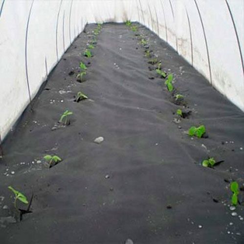 Агроволокно Виола черное 1,6х10 м 50 г/кв.м