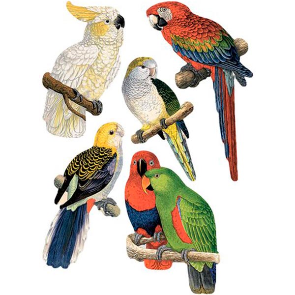 Декоративна наліпка Папуги