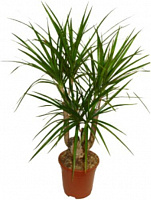 Растение Драцена Мажента 17х70 см
