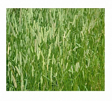 Семечки Професійне насіння газонная трава Тимофеевка 0,5 кг