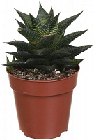 Растение Суккулент микс 8.5х15 см