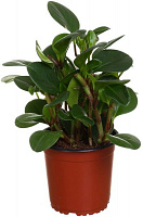 Растение комнатное Пеперомия микс 12x25 см