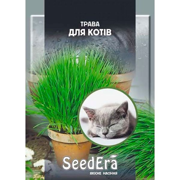семена зелени для котов